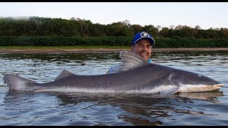 Piraíba Gigantesca no Rio Araguaia e muitas Douradas monstras no Coração de Pescador [upl. by Erdnaid189]