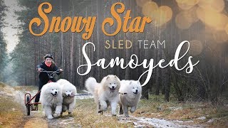 Snowy Star Sled Team Samoyed  Minikowo 2017 [upl. by Annohsal]