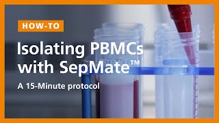 How to Isolate PBMCs from Whole Blood Using the SepMate™ PBMC Isolation Tubes 15Minute Protocol [upl. by Lacsap]