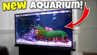 My GIANT MANTIS SHRIMP OUTGREW His AQUARIUM New Home [upl. by Carboni]