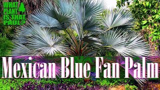 Mexican Blue Fan Palm  highly desired for their unique appearance [upl. by Bopp]