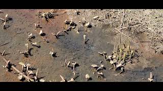 Tadpoles In Neabsco Regional Park In Woodbridge Virginia [upl. by Elfstan]