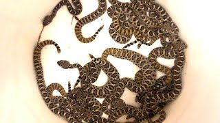 Baby Rattlesnakes [upl. by Nimajeb]