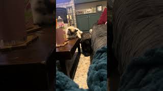 Gimme attention 🐱💘 Ragdoll cat wants the dogs attention [upl. by Fredrick]