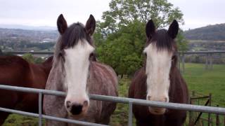 Clydesdale Horses Friarton Perth Perthshire Scotland October 23rd [upl. by Ahsyat]