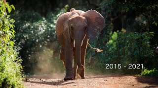 Remembering Luggard  Sheldrick Trust [upl. by Lancaster]