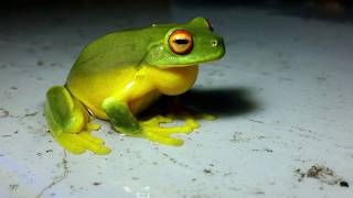 Orangeeyed tree frog Litoria chloris [upl. by Cynar]