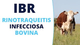 Rinotraqueítis Infecciosa Bovina IBR [upl. by Liba884]