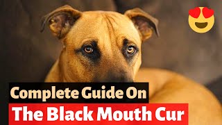 Black Mouth Cur A to Z Detailed Guide about this Incredibly Unique Dog breed [upl. by Waldo]