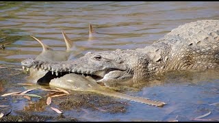 Diese Tiere können Krokodile Alligatoren und Kaimane besiegen [upl. by Niwde]