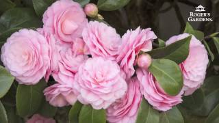 Gardening 101 Series  How to Plant amp Maintain a Camellia [upl. by Gyimah179]