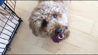 Poodle BARKING AND PLAYING  Teddy Bungoo [upl. by Starobin]