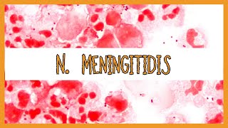 Neisseria Meningitidis [upl. by Niattirb461]