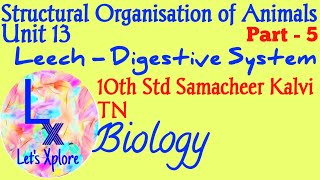 10th std Biologyunit 13 Structural organisation of animalsLeech digestive systemSamacheer Kalvi [upl. by Enytnoel]