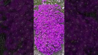 Delosperma vygies ice plants in full bloom in my South African Garden in New York USA [upl. by Wiltshire316]