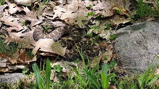 Massasauga Rattlesnake [upl. by Cristin]