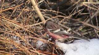 野鳥撮影・ 雪とベニマシコ♂ Longtailed Rosefinch [upl. by Watt551]