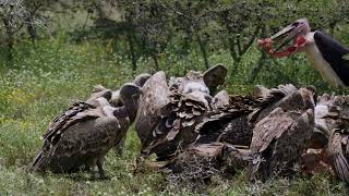 Shocking Footage Vultures Devouring Dead Animals in the Wild [upl. by Roana]