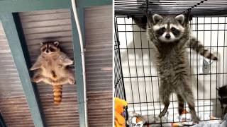 Raccoons 🤯 The Reason They Wash Food [upl. by Zanahs]