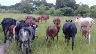 Farming Zimbabwe A Story of Overlow Farm in MhondoroNgezi [upl. by Aeniah]