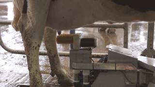 Fullwood M2erlin – robotic milking machine in action [upl. by Rosenwald]