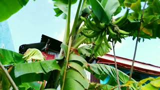 TINDOK NA SAGING Giant Plantain [upl. by Eeraj]