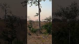 Leopard Climbs a Towering Tree [upl. by Evered]