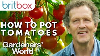 How to Pot Tomato Plants  Top Tips  Gardeners World [upl. by Let]