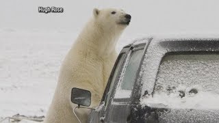 Polar bears descend on Alaskan village causing tourist boom Part 1 [upl. by Nelyahs]