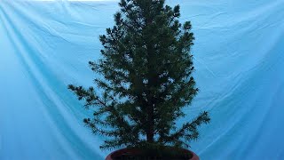 Picea Glauca Conica Bonsai Tree  First Pruning [upl. by Denten86]