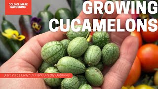 How To Grow Cucamelons From Cucamelon Fertilizer Needs To Common Issues  Gardening in Canada [upl. by Anayeek]