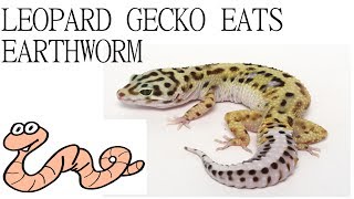 Leopard gecko Eating Earthworms [upl. by Hoffmann]