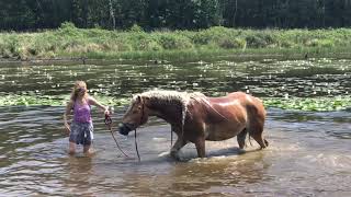 Haflinger Storm  pool party [upl. by Ennaillij]