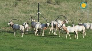 Returning Scimitarhorned Oryx to Chad [upl. by Laure]