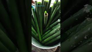 Bikin Lemang [upl. by Selec830]