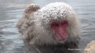 長野県 地獄谷野猿公苑 【 Snow Monkey Park 】Japanese Snow Monkeys in hot spring [upl. by Means]