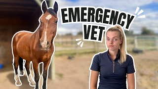 Emergency Vet Call Out amp Life Updates [upl. by Parsifal246]