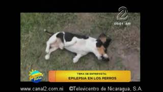 Epilepsia en los perros [upl. by Edylc]