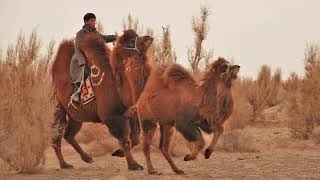 Gobi  Great Desert Landscapes Abundant Wildlife Nomadic Traditions [upl. by Davenport]