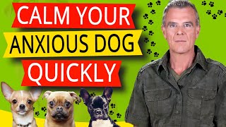 CBD Oil For Dog Anxiety How To Free Your Anxious Dogs Mind [upl. by Yslek369]