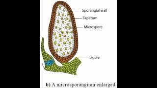 Life Cycle of Selaginella [upl. by Nnylf]