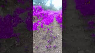 Purple land song video [upl. by Fachanan]