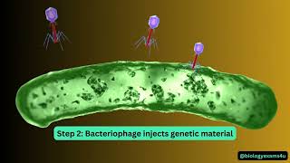 Bacteriophage Life Cycle Animation [upl. by Settera476]