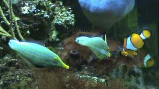 Harlequin Filefish Spawning [upl. by Brynne]