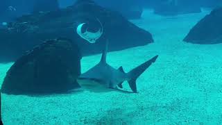 Aquarium LisbonPortugal Oceanário de Lisboa [upl. by Hamas]