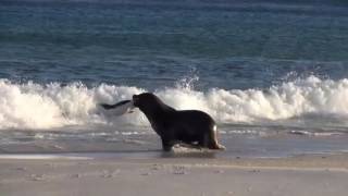 Sealion hunting a Gentoo Penguin [upl. by Rauscher]