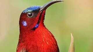 Different types of beaks of a bird [upl. by Ailedroc69]