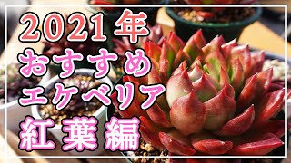 【多肉植物】おすすめエケベリア第2弾❗紅葉編です❗ [upl. by Poppo]