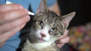 Why Are Cats Eyes Watery How To Identify and Treat A Cats Eye Infection [upl. by Gladis]