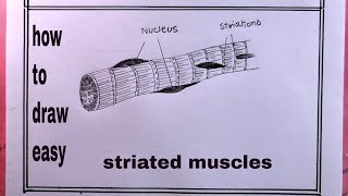 how to draw striated musclesstriated muscles drawing [upl. by Hurlow]